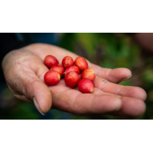 Café d'Ethiopie Décaféiné