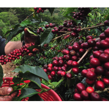 Café du Costa Rica Buho - Tarrazu